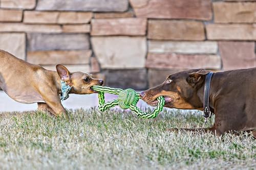 Jolly Pets Knot-N-Chew Gentle Tugger Bungee Rope Toy, Large/X-Large