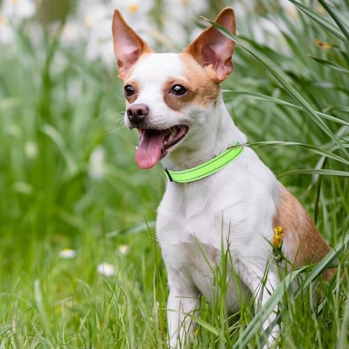 Mile High Life Reflective Dog Collar, Adjustable Lightweight Quick Release