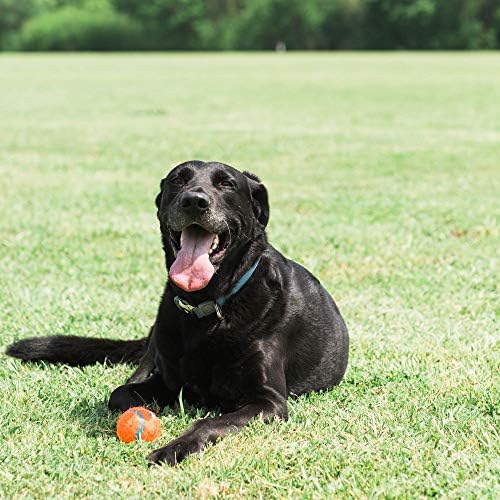 Chuckit! Dog Tennis Ball Dog Toy, Large 3in 1 Pack