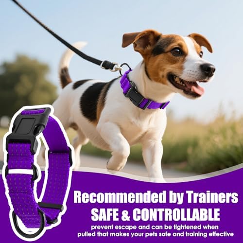 Martingale Dog Collar, Reflective No Pull with Buckle, Purple, S