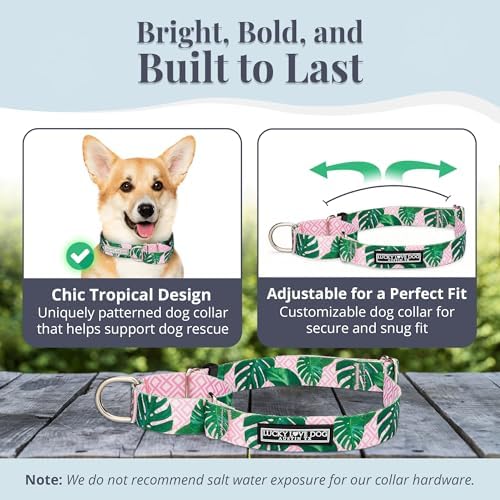 Lucky Love Dog Martingale Collar for Small Dogs No Slip – Laguna, Small
