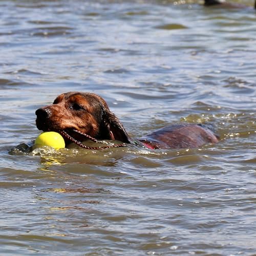 Dingo Dog Ball with Short Handle, Natural Rubber