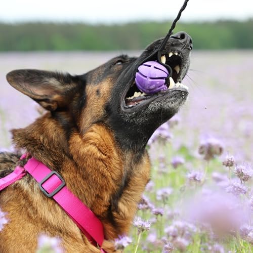 Dingo Dog Ball with Long Bungee Handle, Natural Rubber, Color May Vary 27in