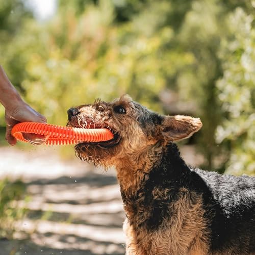 Chuckit! Rugged Flyer Dog Toy, Medium, Assorted Colors,Medium (Pack of 12)