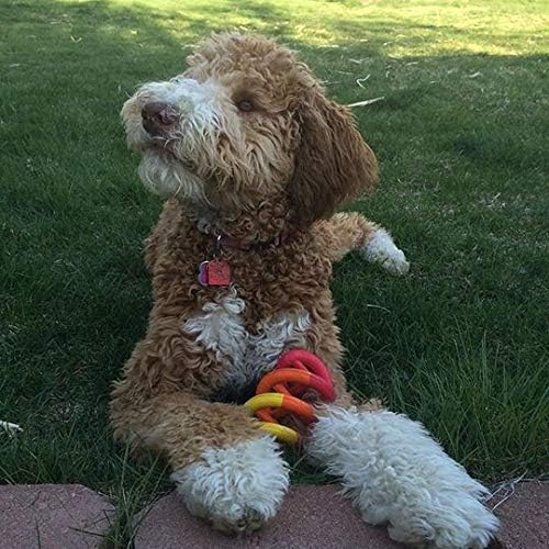 JW Pet Dogs in Action Dog Toy, Small (Assorted Colors) (Pack of 4)