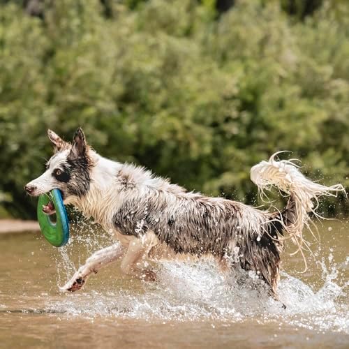 Chuckit! Amphibious ZipFlight Floating and Flying Disc Dog Toy, Medium (8.5"), Assorted Colors (Orange and Blue/Green-and Blue), (Pack of 12)