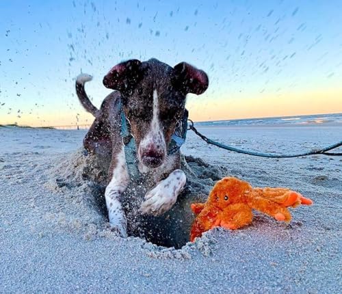 Jolly Pets Tug-A-Mal Crab Squeaky Tug Dog Toy, Large