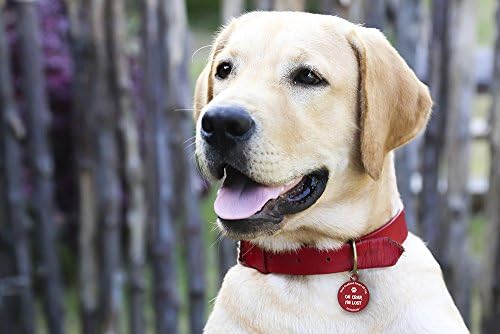 Dynotag Web Enabled Super Pet ID Smart Tag. Deluxe Coated Steel, with DynoIQ & Lifetime Recovery Service. Fun Series (Red:"Oh Crap, I'm Lost")