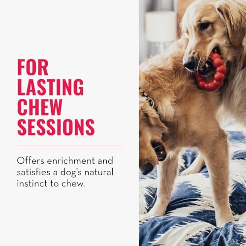KONG Ring - Natural Rubber Ring Toy for Healthy Chewing Habits - Chew Toy Supports Dog Dental Health - Dog Toy Supports Instincts During Playtime - for Medium/Large Dogs (Pack of 4)