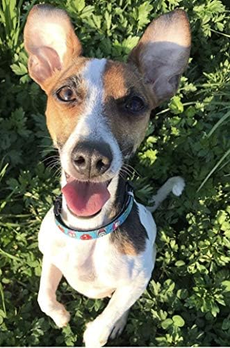 Max & Molly Smart ID Dog Collar with Gotcha! QR Safety Tag and Custom Pet Profile, Soft Padded Neoprene, Waterproof, Monsters, XS (9-14")