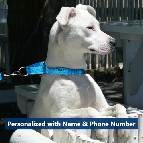 Personalized Martingale Collar for Dogs with Name and Phone Number