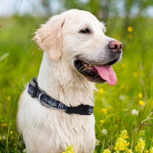 MLB New York Yankees Licensed PET COLLAR- Heavy-Duty, Strong, and Durable Dog Collar. Available in 29 Baseball Teams and 4 Sizes