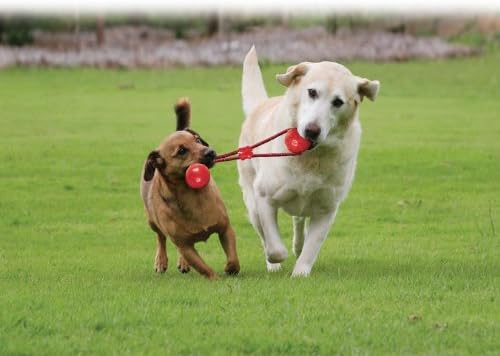 KONG Squeezz Dumbbell with Rope for Dogs, Small, Colors Vary