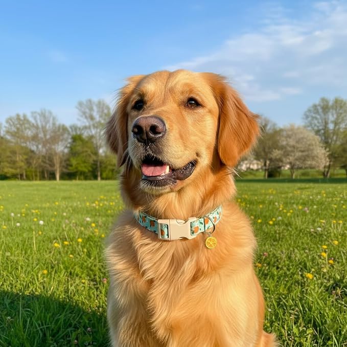 Dog Collar, Spring Summer Dog Collar with Orange Print and Charm, Cute Spring Summer Fruit Collar with Soft & Breathable Fabric, Adjustable Pet Collar for Small Dogs