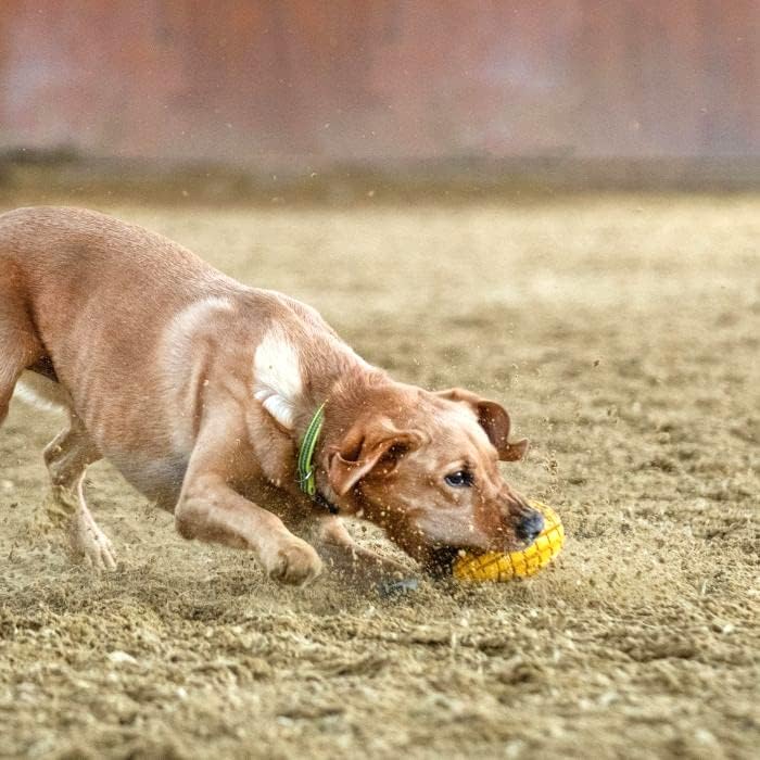 HS HERM. SPRENGER GERMANY Mango Chew Toy, Large, Natural Rubber Dog Chew Toy for Aggressive Chewers, Treat Dispenser, Dental Teeth Cleaning Chew Toys for Small Medium Large Breeds