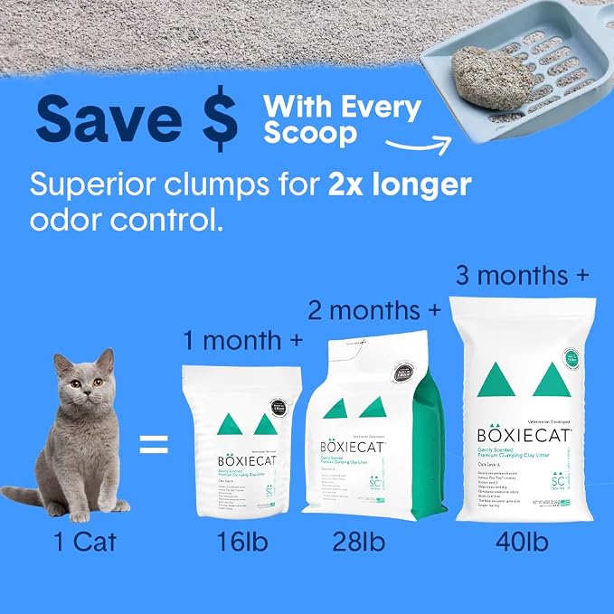 Boxiecat Cat Litter, Clumping, 32lbs, Gently Scented | 30 Day Odor Control | Clay | 2 Pack