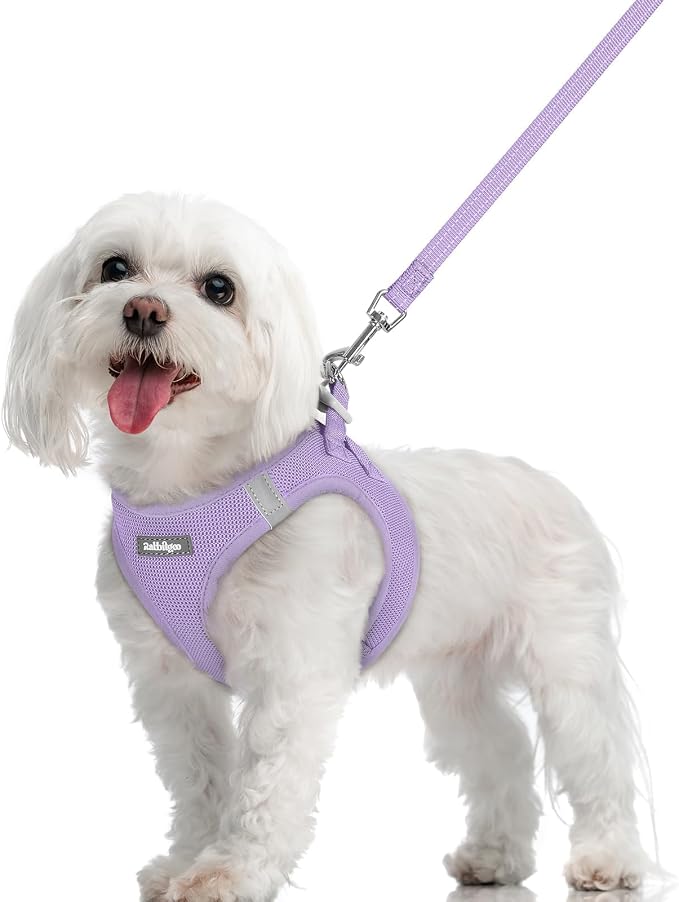 rabbitgoo Dog Harness Small Sized and Leash Set, Step-in Puppy Pet Vest | Light, Soft, Breathable Air Mesh, Easy on and Remove with Hook & Loop, Secure Reflective for Walking, Light Purple M