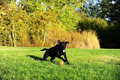 Chuckit! Dog Tennis Ball Dog Toy, Medium 2.5in 2 Pack