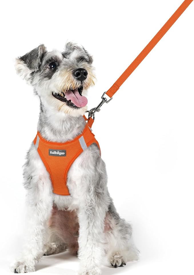 rabbitgoo Dog Harness Medium Sized and Leash Set, Step-in Puppy Pet Vest | Light, Soft, Breathable Air Mesh, Easy on and Remove with Hook & Loop, Secure Reflective for Walking, Orange XL