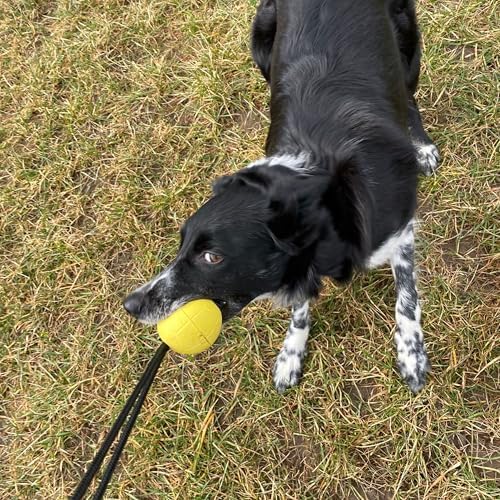 Dingo Dog Ball with Short Handle, Natural Rubber