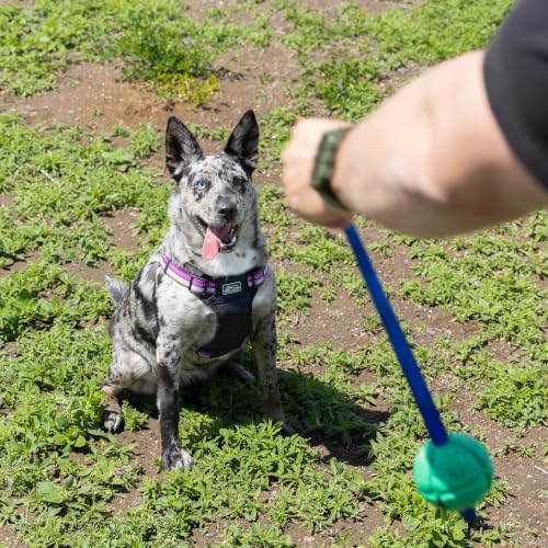 PetKORE: FloTex Tug - Medium - 2.5" Green, Rubber Dog Toy, Removable Strap Tail, Patented Airflow Grooves, Bounce-Fetch-Chew, Pet Indoor-Outdoor Play