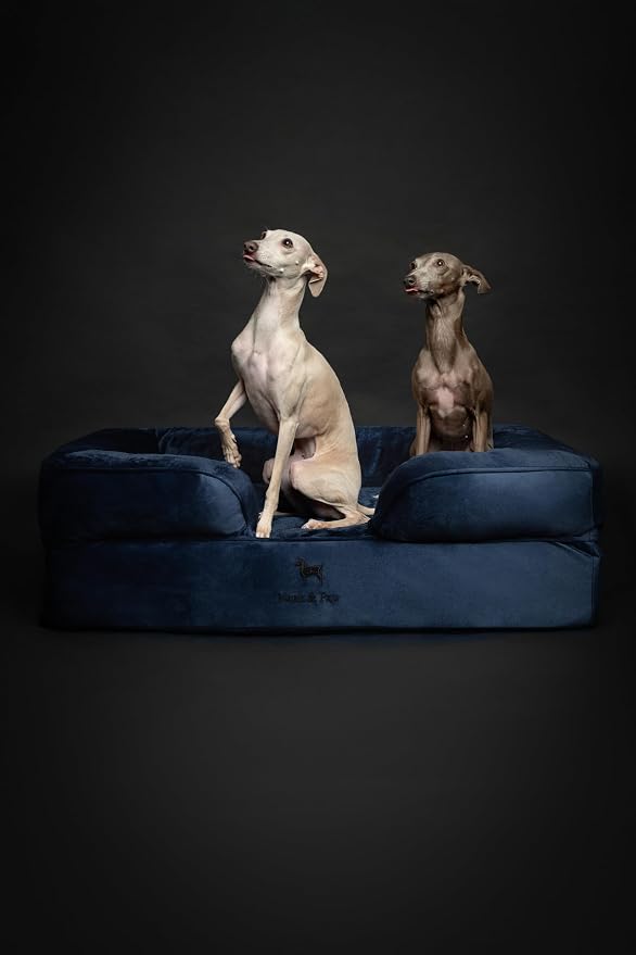 NOAH & PAW Large Dog Bed, 35x25x11 Inch, Orthopedic Dog Beds, Eggshell Memory Foam Infused with Cooling Gel, Inner Cover, Water Resistant, Machine Washable (Velvet Sofa Collection)