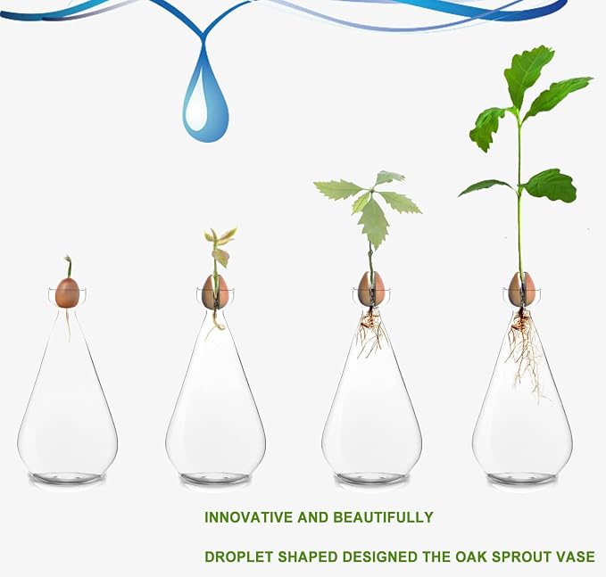 Acorn Seed Vase Droplet Shaped Clear Glass Oak Sprout Vase Seed Starter Planter Pot Gartely Acorn Tree Starter Growing Kit Propagation Vases Grow Acorn Trees at Home Gardening Lover Gifts