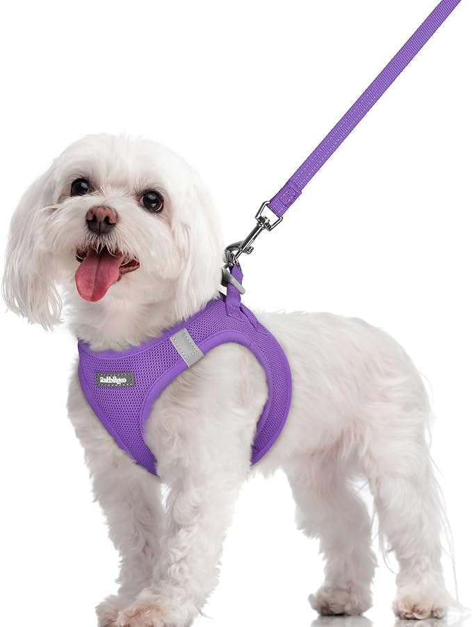 rabbitgoo Dog Harness Small Sized and Leash Set, Step-in Puppy Pet Vest | Light, Soft, Breathable Air Mesh, Easy on and Remove with Hook & Loop, Secure Reflective for Walking, Purple M