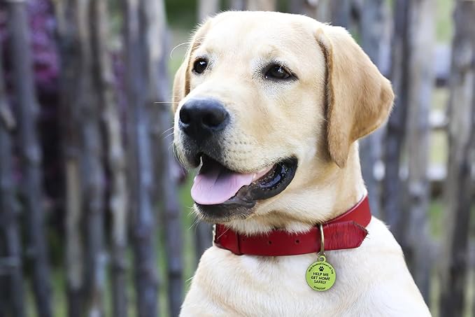 Dynotag® Web Enabled Super Pet ID Smart Tag. Deluxe Coated Steel, with DynoIQ™ & Lifetime Recovery Service. Fun Series (Green: Help Me Get Home Safely)
