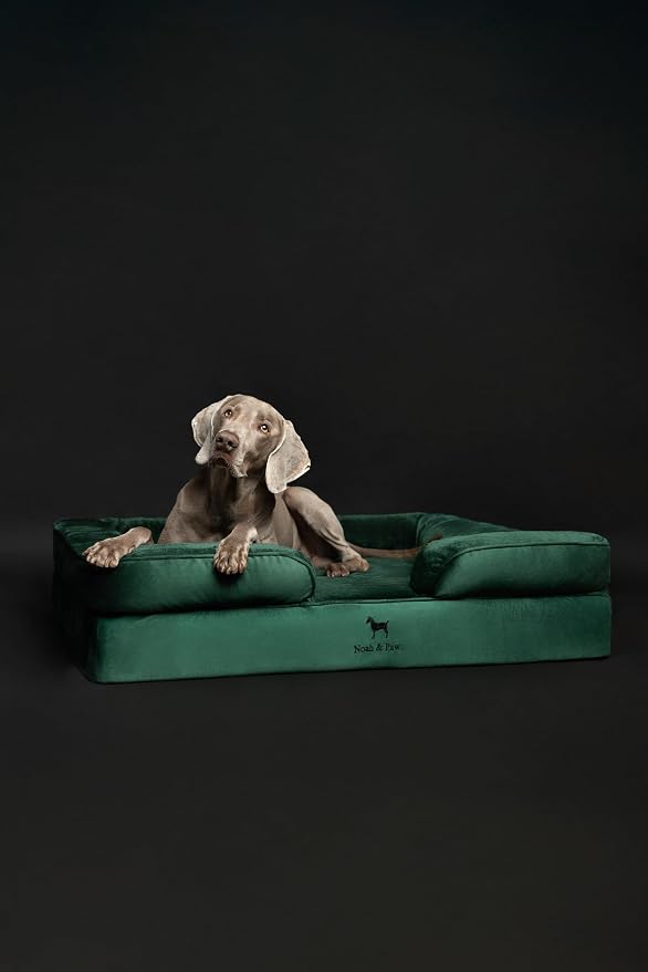 NOAH & PAW XL Dog Bed, 45x35x11 Inch, Orthopedic Large Dog Beds, Eggshell Memory Foam Infused with Cooling Gel, Inner Cover, Water Resistant, Machine Washable (Velvet Sofa Collection)