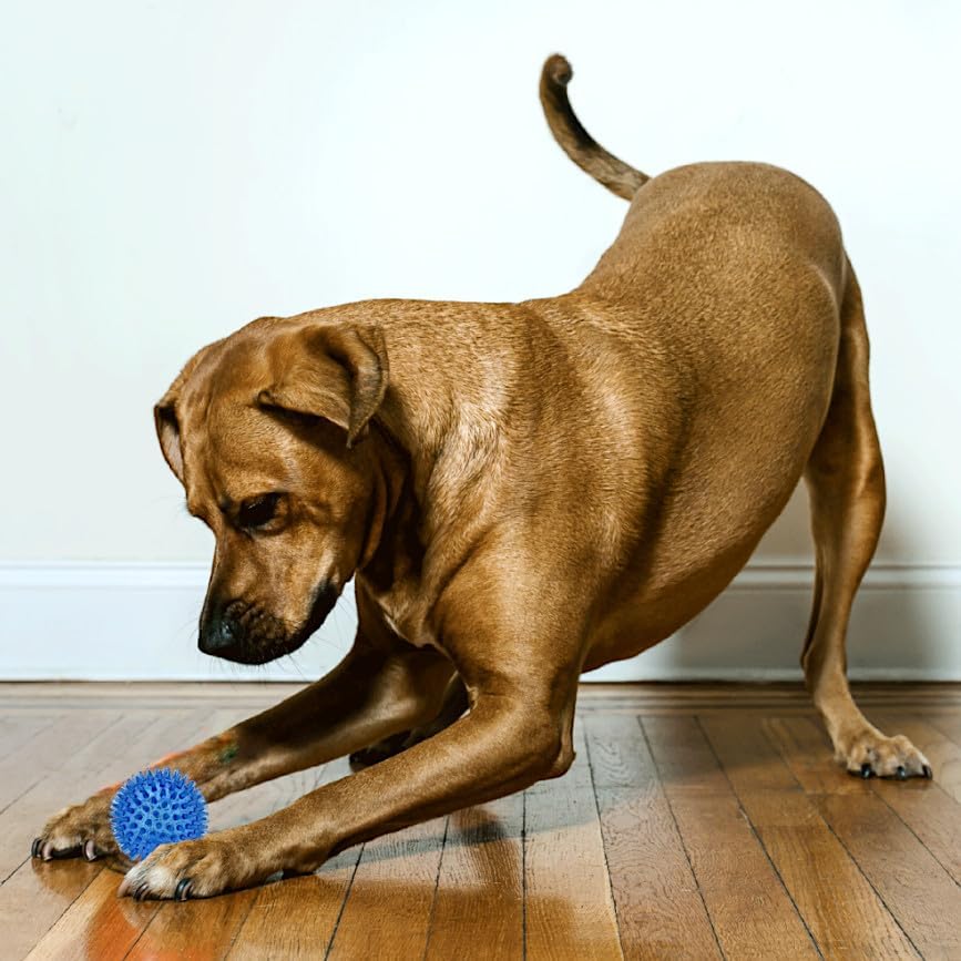 Cutie's PetBox Squeaky Rubber Spike Toy Ball for Small Dogs (2.5 Inch, Blue)