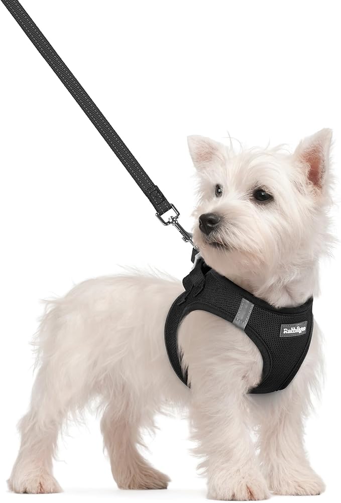 rabbitgoo Dog Harness Small Sized and Leash Set, Step-in Puppy Pet Vest | Light, Soft, Breathable Air Mesh, Easy on and Remove with Hook & Loop, Secure Reflective for Walking, Black S
