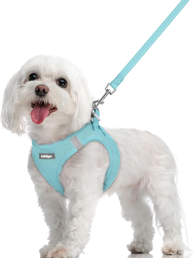 rabbitgoo Dog Harness Small Sized and Leash Set, Step-in Puppy Pet Vest | Light, Soft, Breathable Air Mesh, Easy on and Remove with Hook & Loop, Secure Reflective for Walking, Mint Blue M