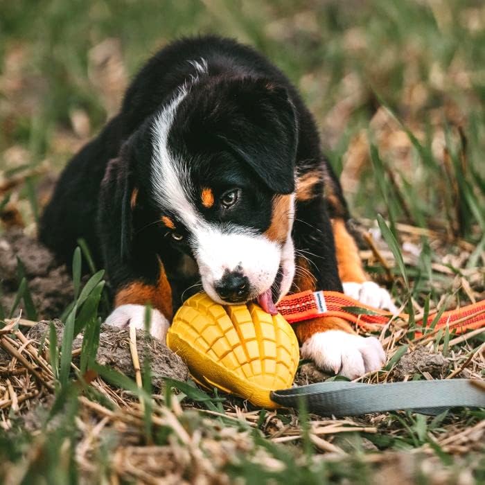 HS HERM. SPRENGER GERMANY Mango Chew Toy, Large, Natural Rubber Dog Chew Toy for Aggressive Chewers, Treat Dispenser, Dental Teeth Cleaning Chew Toys for Small Medium Large Breeds