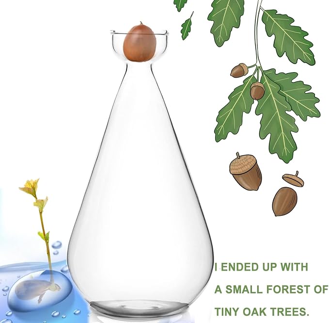 Acorn Seed Vase Droplet Shaped Clear Glass Oak Sprout Vase Seed Starter Planter Pot Gartely Acorn Tree Starter Growing Kit Propagation Vases Grow Acorn Trees at Home Gardening Lover Gifts