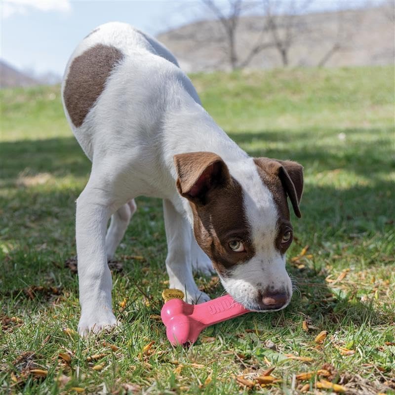 KONG Puppy Goodie Bone, Natural Rubber Chew, for Small Puppies, Pink