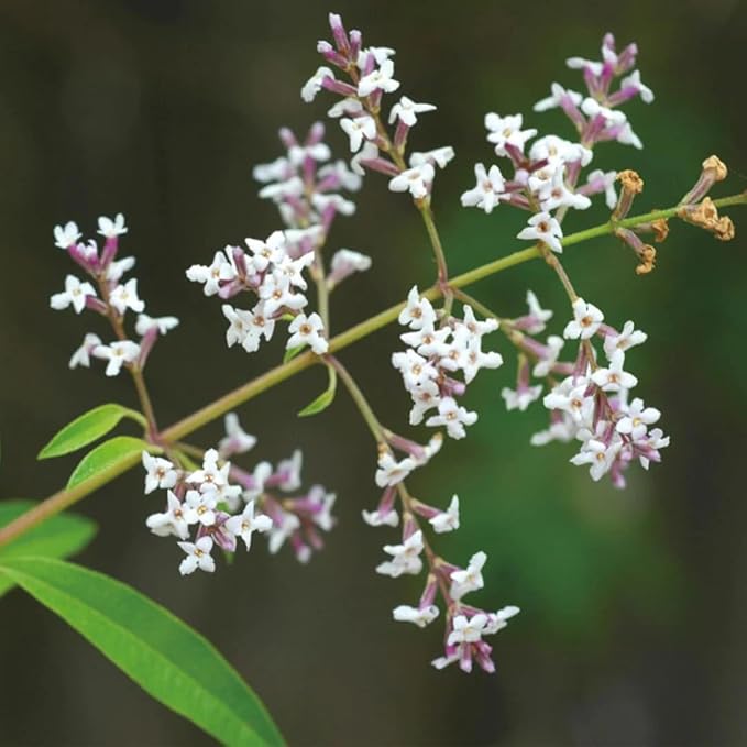 Aromatics International Lemon Verbena Hydrosol 100ml | Sweet Fresh Citrus Lemony Natural Aromatic Mist for Home, Skin & Daily Use