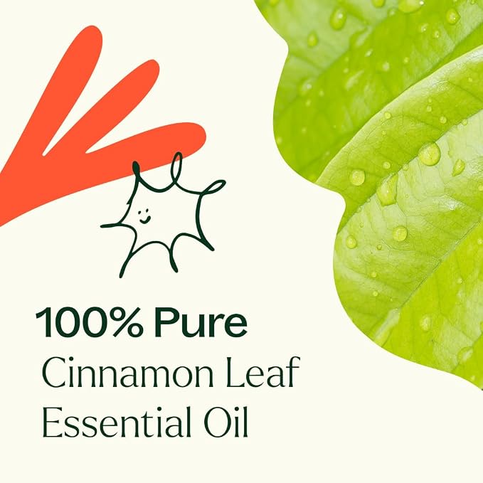Plant Therapy Cinnamon Leaf Essential Oil 30 mL (1 oz) 100% Pure, Undiluted, Aromatherapy, Cozy Scent, Sore Muscle Relief