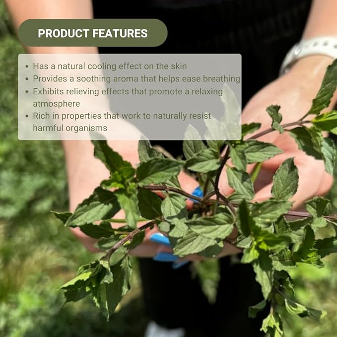 Peppermint Essential Oil - Direct from Norex Flavours India - Steam Distilled - Aceite Esencial de Menta for Aromatherapy, Massage, Diffuser, DIY Candle and Soap Making - 15ml