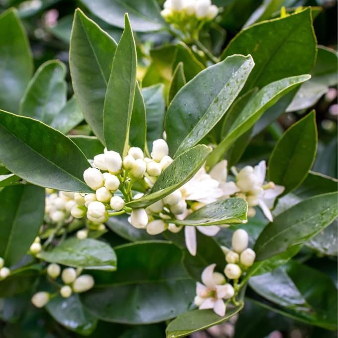 Neroli Essential Oil - Direct from Egyptian Nile Delta Farms - Steam Distilled - Aceite Azahar for Aromatherapy, Massage, Diffuser, DIY Candle and Soap Making - 15ml