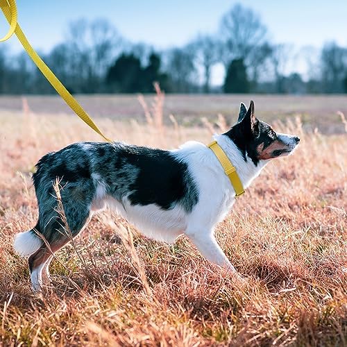 azuza Nylon Fall Dog Collar and Leash Set, Strong & Durable Basic Style Leash with Easy to Use Collar Hook, Available in Multiple Lengths for Puppy and Small Dogs, Ginger Yellow,XS