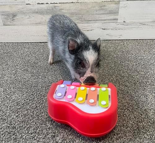 Small Piano for Dogs Pigs Rabbits Cats or Other Small Animals Musical Chimes to Earn a Treat Training aid for reinforcing Positive Behavior