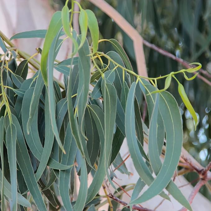 Aromatics International Eucalyptus Hydrosol 100ml | Refreshing Herbal Natural Aromatic Mist for Home, Environment & Daily Use