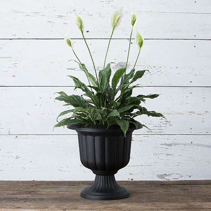 Root & Vessel, Classic Urn Planter, Black, 14-Inch