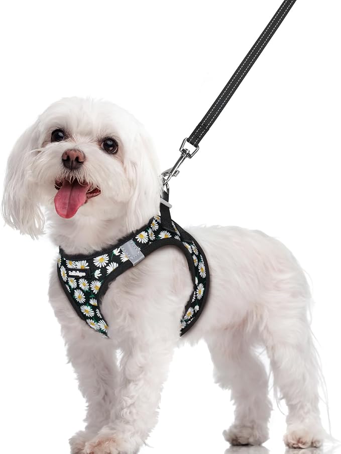 rabbitgoo Dog Harness Small Sized and Leash Set, Step-in Puppy Pet Vest | Light, Soft, Breathable Air Mesh, Easy on and Remove with Hook & Loop, Secure Reflective for Walking, Midnight Daisy M
