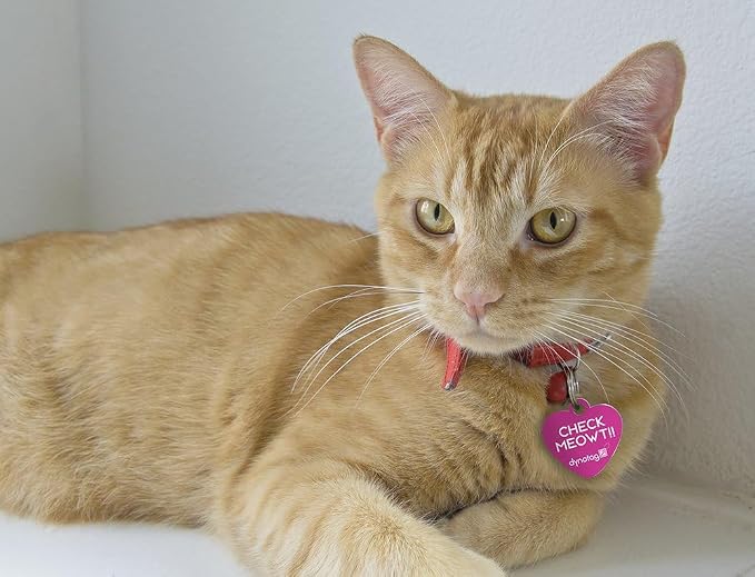 Dynotag® Web Enabled Super Pet ID Smart Tag with DynoIQ™ & Lifetime Recovery Service. Play Series: Deluxe Coated Steel - Heart (Check Meowt)