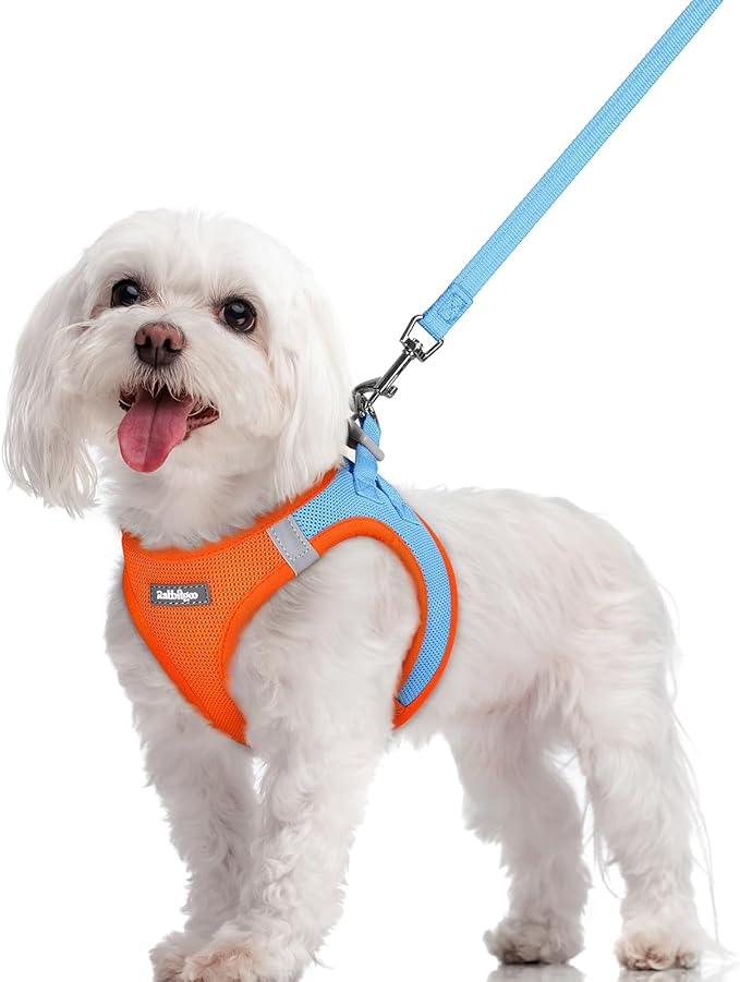 rabbitgoo Dog Harness Small Sized and Leash Set, Step-in Puppy Pet Vest | Light, Soft, Breathable Air Mesh, Easy on and Remove with Hook & Loop, Secure Reflective for Walking, Blue & Orange M