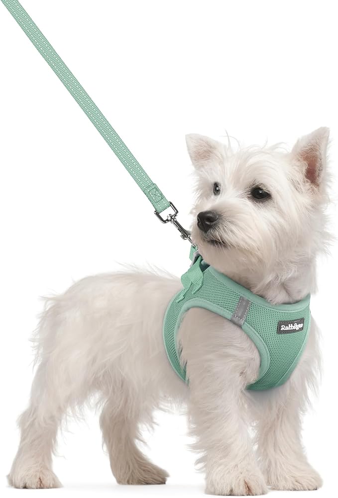 rabbitgoo Dog Harness Small Sized and Leash Set, Step-in Puppy Pet Vest | Light, Soft, Breathable Air Mesh, Easy on and Remove with Hook & Loop, Secure Reflective for Walking, Moss Green S