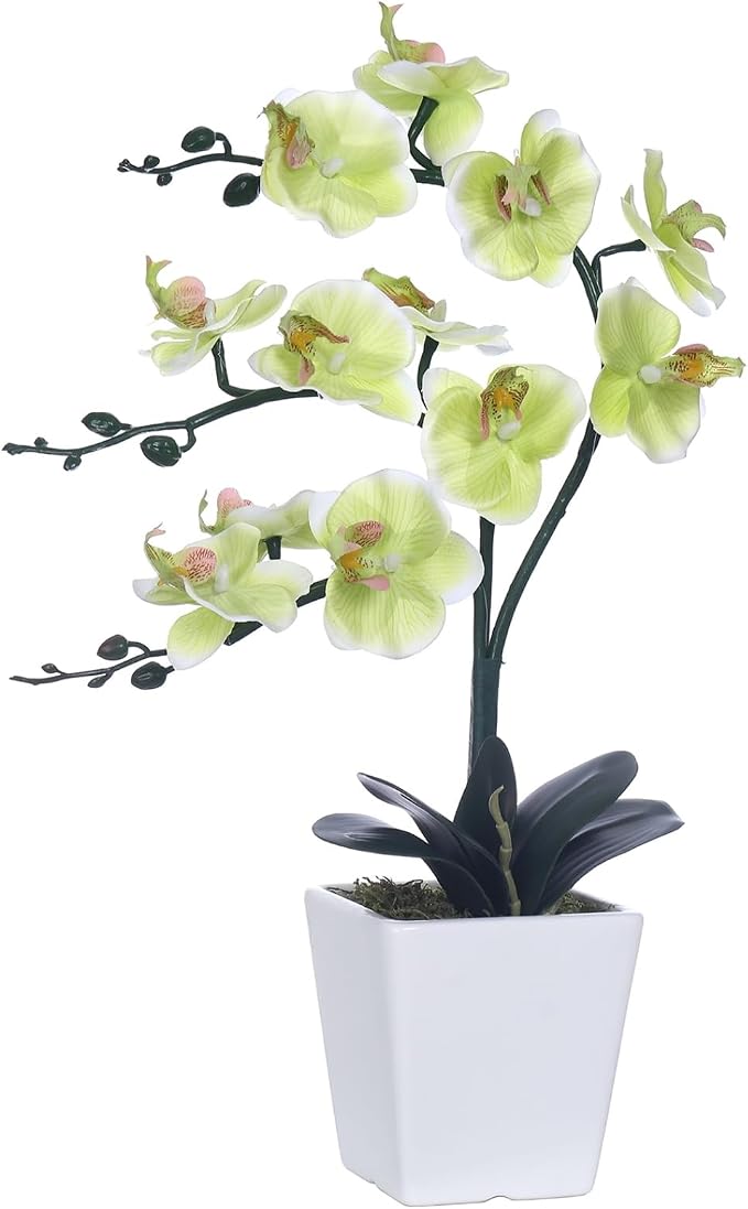 15" Silk Phalaenopsis Orchid in Square Pot, Apple Green Flower Arrangements | Lifelike Faux Potted Blooms with Moss in a Ceramic Planter. Looks Real, Zero Upkeep, Ideal Centerpiece for Any Table