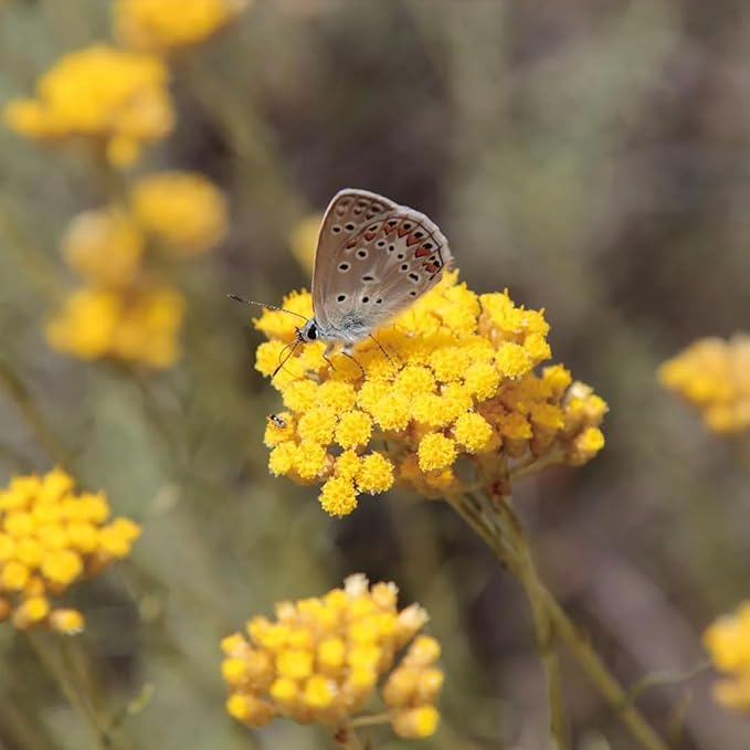 Aromatics International Helichrysum Hydrosol 100ml | Warm Herbal Fruity Natural Aromatic Mist for Home & Daily Rituals